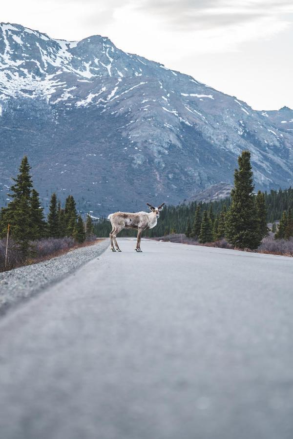 Denali Wild Stay - Moose Cabin, Free Wifi, 2 Private Bedrooms, Sleep 6 힐리 외부 사진